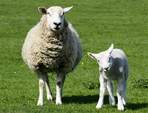 Mouton pour sa laine mouton pour sa laine