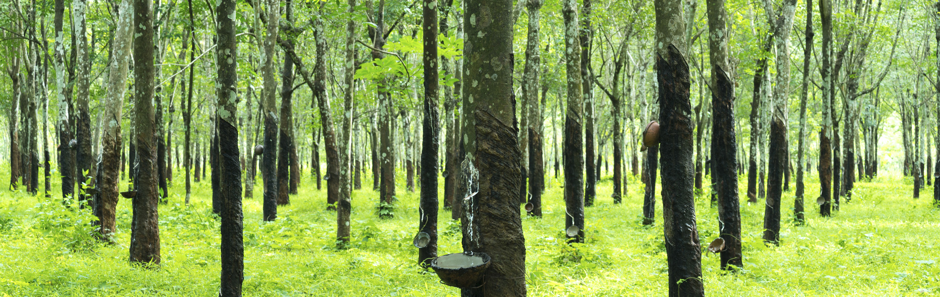 forêt de l'arbre hévéa qui produit le latex naturel de nos matealas